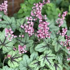Heucherella Pink Fizz Buy Coral Bells Perennials Online Heucherella pink fizz (foamy bells). heucherella pink fizz buy coral bells