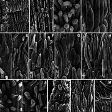 Image result for Athroisma gracile