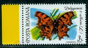 Image result for Polygonia c-album