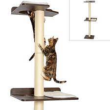 It's possible this cat is feral and has always lived outdoors. 15 Best Cat Trees For Small Spaces Based On Your Cat S Needs Tiny Partments
