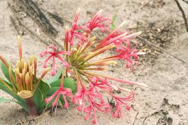 Image result for Ammocharis tinneana