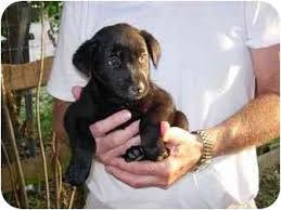 He is potty trained, smart and. Kingwood Tx Labrador Retriever Meet Mini Lab Babies A Pet For Adoption