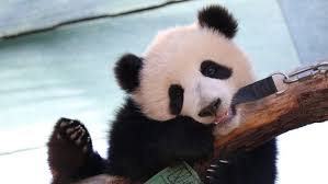 Sorry, there are no tours or activities available to book online for the date(s) you selected. Baby Pandas Charm Visitors To The Toronto Zoo