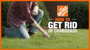 Let your grass grow a little taller: How To Get Rid Of Crabgrass The Home Depot