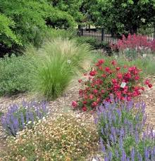 Spring In The Water Efficient Landscape Gardens Native Plant Landscape California Native Garden Native Plant Gardening