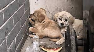 The struggling mother dog follows passersby, begging for food to ...