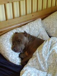 I Think All Pits Sleep Like This Lol Cute Animals Dog Love Doggy