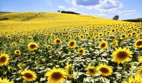 Galeri gambar bunga matahari terlengkap. Taman Bunga Matahari Tuscany Sunflower Fields 1048x615 Download Hd Wallpaper Wallpapertip