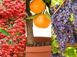 Maybe you would like to learn more about one of these? Fruits Trees To Grow At Home Boldsky Com