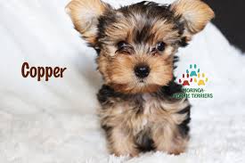 Adopt a tea cup yorkshire many breeders use terms such as teacup yorkies, miniature yorkie, toy yorkshire terrier, mini, teacup, tea. Available Micro Teacup Yorkies Toy Yorkie Puppies Yorkie Terrier Puppies Parti Yorkie Puppies Chocolate Yorkie Puppies Merle Yorkie Puppies Socal Yorkie Teacup Puppies Yorkie Puppies For Sale Quality Tiny Teacup Toy Puppies Yorkies