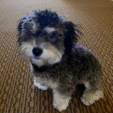 Maybe you would like to learn more about one of these? Maltipoo Puppies For Sale Dallas Tx 352328 Petzlover