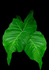 Xanthosoma sagittifolium is a species in the genus xanthosoma which contains between 73 and xanthosoma sagittifolium was first described and the name validly published by carl linnaeus but. Xanthosoma Sagittifolium L Schott Exotic Rainforest Rare Tropical Plants