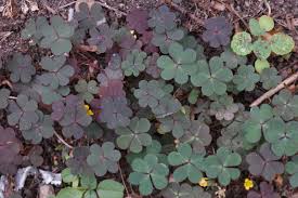 Image result for Oxalis corniculata