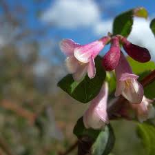 Image result for Caprifoliaceae