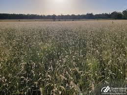 Image result for Dichanthium sericeum