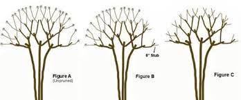 Maybe you would like to learn more about one of these? Trim Your Crape Myrtles Like A Pro Don T Make These 4 Mistakes