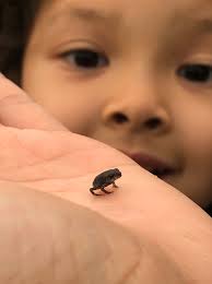 Toadlet identification near New Braunfels, Texas