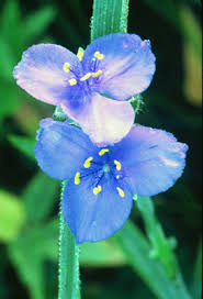 Edible wild flowers in ohio. Ohio Spiderwort Grow Native