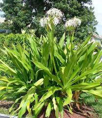 It also has very low alkalinity. Crinum Lily Bulbs How To Care For Crinum Lilies Plantcaretoday