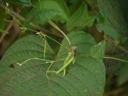 Image result for Teramnus labialis