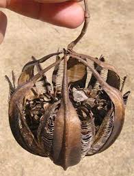 Image result for Aristolochia