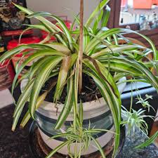 Image result for Chlorophytum affine