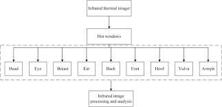 Temperature and sometime we have low body temperature in each case we need to see the doctor becausesometimes we have high blood pressure and sometimes we have low sugar level in our body.real body thermometer fever. Study On Body Temperature Detection Of Pig Based On Infrared Technology A Review Sciencedirect