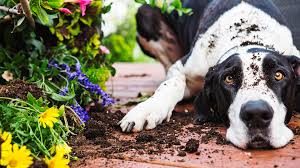 If they don't eat them, they can dig them up and carry them around in their mouths, so it pays to be aware of potential. 10 Ways To Keep Dogs Out Of Your Flower Beds Sheknows