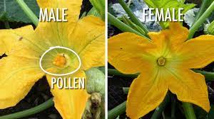 The same is true for cucumber flowers. Why Is My Squash Not Fruiting Old Farmer S Almanac