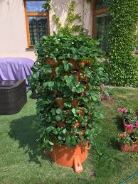 Image result for květopas jahodníkový