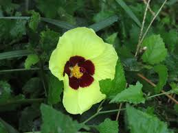 Image result for Hibiscus calyphyllus