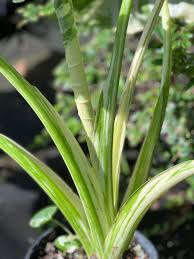 Image result for Eleocharis variegata