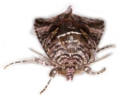 Image result for Syngrapha interrogationis