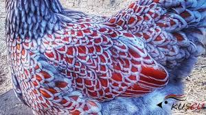 I really need to get some pictures of mine and post them here. Blue Laced Red Wyandotte Youtube