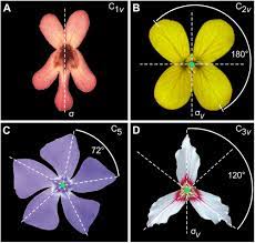 Classification of flowers based on symmetry. Frontiers A Step By Step Guide For Geometric Morphometrics Of Floral Symmetry Plant Science