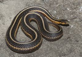 The common garter snake (thamnophis sirtalis) is a species of natricine snake, which is indigenous to north america and found widely across the continent. Thamnophis Butleri Butler S Garter Snake Michigan Natural Features Inventory