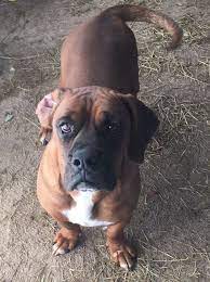 We are a group of dedicated volunteers that are excited to carry on the abr mission of giving boxers in texas their second chance. Dog For Adoption Rusty A Boxer Dachshund Mix In Henrietta Tx Petfinder