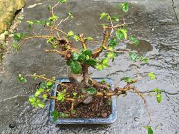 Your bonsai emerges from dormancy in the spring triggered by warmer temperatures and longer periods of light. Does Elm Bonsai Need To Go Dormant During Winter