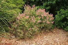 Image result for Plectranthus chimanimanensis