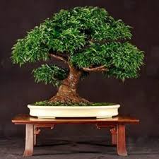 Image result for Dalbergia martinii