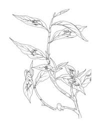 Смотрите примеры перевода daun в in the kreis daun: Vietnamese Coriander Facts And Health Benefits