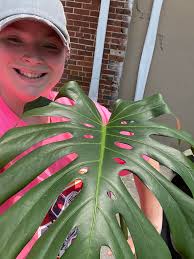 Favorite Monstera Deliciosa Support Methods