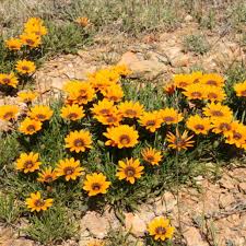 Image result for Gazania krebsiana