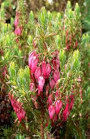 Image result for Erica lanceolifera