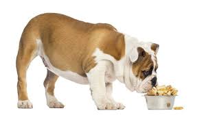 Feeding a bulldog puppy wet food wet food usually comes in cans and is generally considered meatier and more appetizing than dry old kibble. Best Dog Food For English Bulldog Feeding Dry And Wet Treats