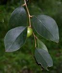 Image result for Scolopia mundii