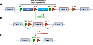 Rapid phenotyping of knockout mice to identify genetic determinants of bone  strength in: Journal of Endocrinology Volume 231 Issue 1 (2016)