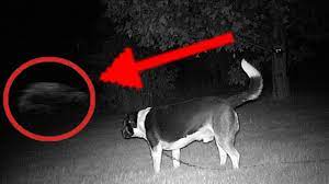 5 Dogs That Saw Something Their Owners Couldn T See Esp And The Supern Dog Howl Dog Howling Dogs