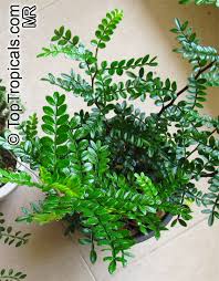 Image result for Zanthoxylum