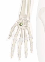 Image result for Trapezoid Bone